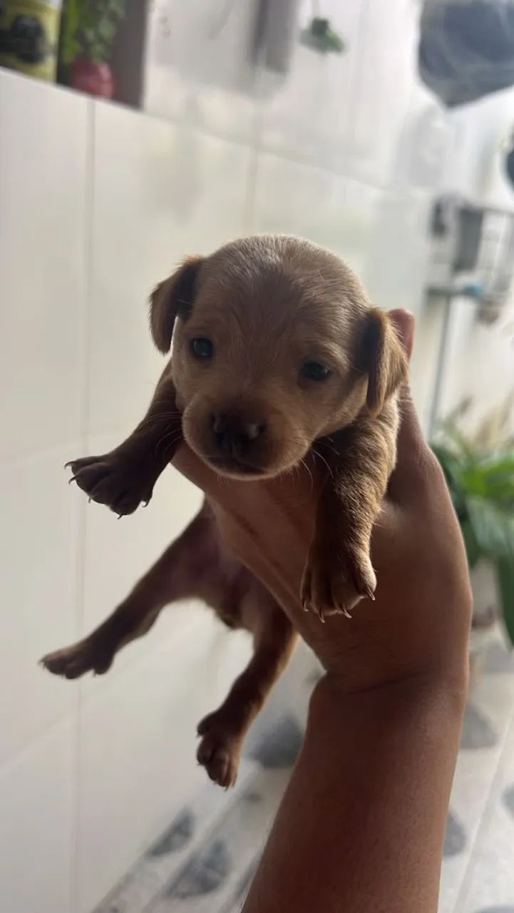Pinscher macho 