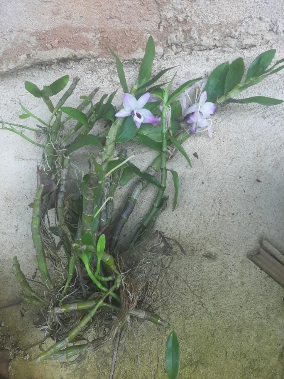 Orquídea olho de boneca - Foto 3