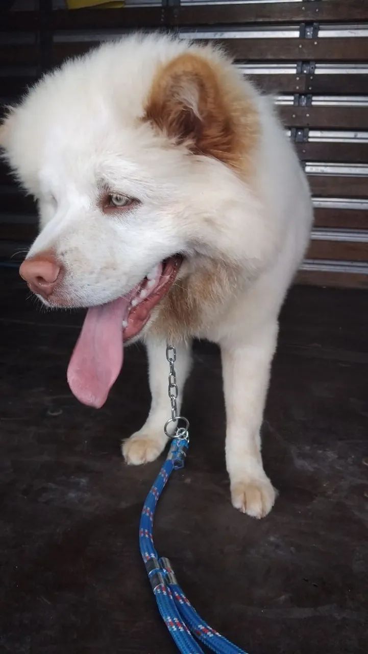 Cachorro  - Foto 3