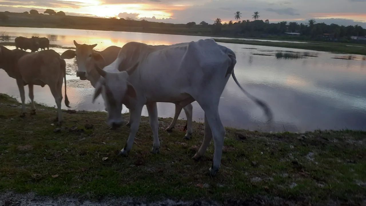 VENDO VACA NELORE PRIMEIRA CRIA - Foto 4