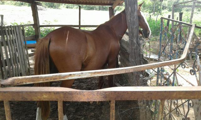Vendo ou troco cavalo de 4 anos já manso é capado