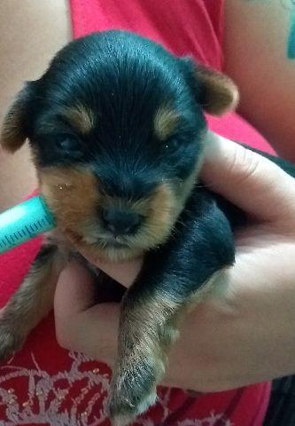 Filhote Yorkshire Terrier