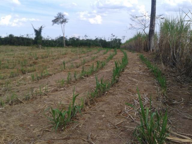 11.500 Hectares, Pecuária, 4800 há pastagens, estruturada, Mato Grosso. - Foto 12