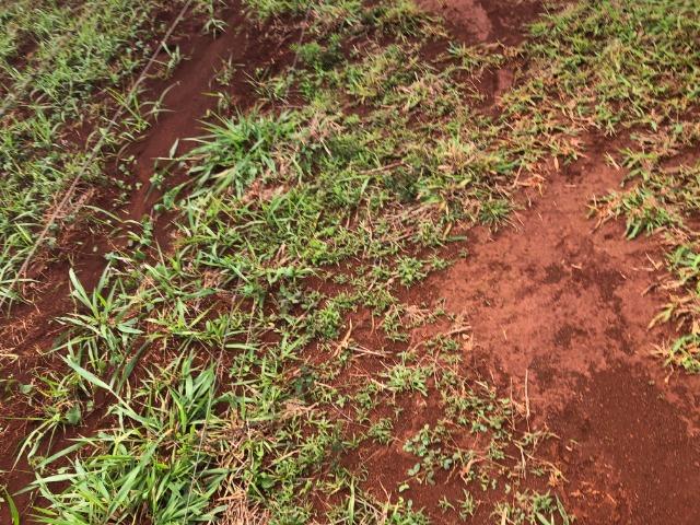 45,00 alqueires, região de tangará, terra roxa, Permuto por terras em Campo Grande- MS - Foto 4