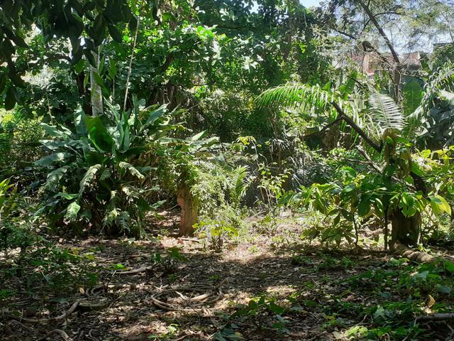Terreno grande - Foto 4