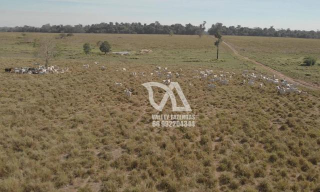 Fazenda à venda, 1134 hectares por R$ 24.000.000,00 - Novo Mundo/MT - Foto 13