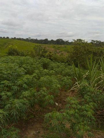 Vendo um pólo,localizado no 102 da estrada de Sena Madureira, 4 km de ramal - Foto 2