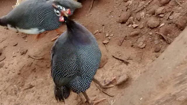 Galinha da angola