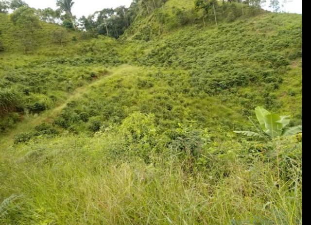 Vendo terreno de 4 alqueires em Ribeirão, Vargem Alta - Foto 3