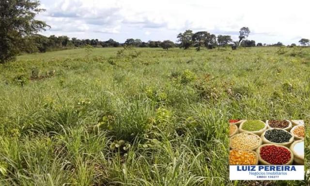 FAZENDA A VENDA DE 906 ALQUEIRÕES EM ARAGUAÇU - TO (Dupla Aptidão) - Foto 7