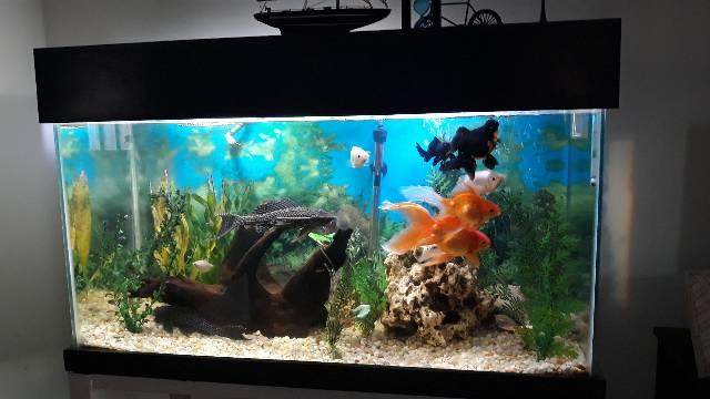 Aquário completo, 200 Litro