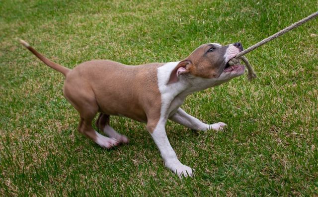 Filhotes de American Staffordshire terrier (amstaff) com PEDIGREE - Foto 2