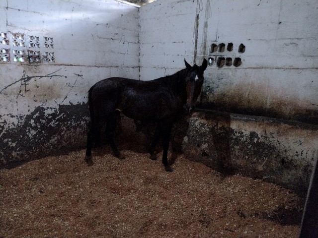 Potro cavalo mangalarga marchador castanho genuíno de picado