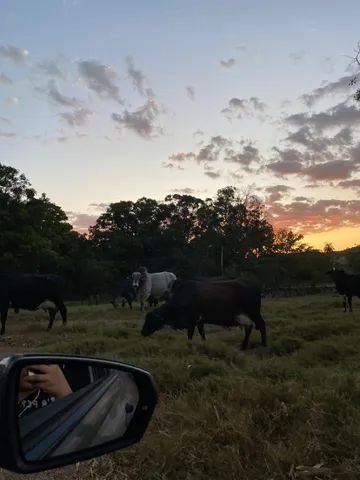 Vacas leiteiras 