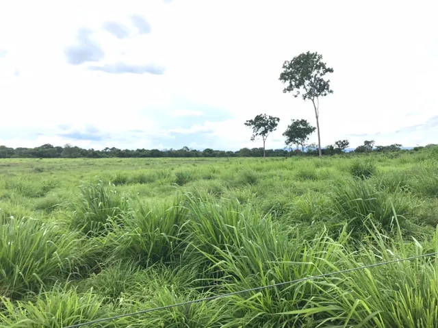 Fazenda de 2.414 alqueires em Flores Goias