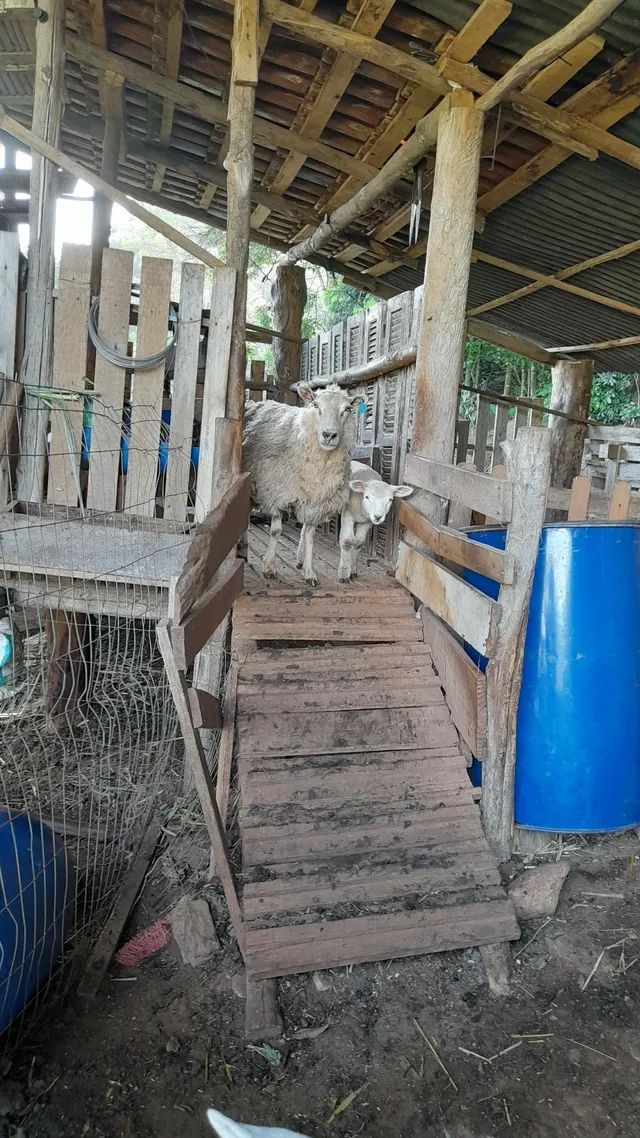 Ovelhas, carneiro,borrego cordeiro - Foto 6