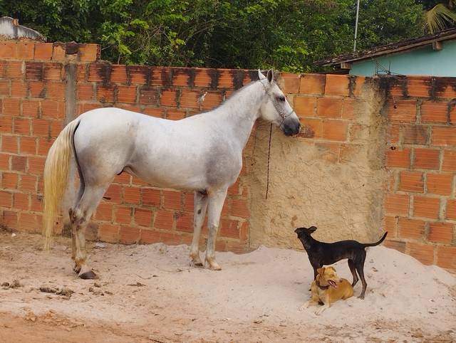 Cavalo manga larga 