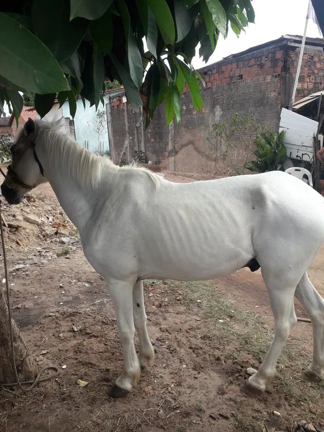 Cavalo bom de sela - Foto 2