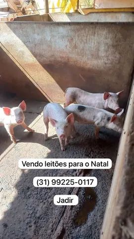 Leitões 