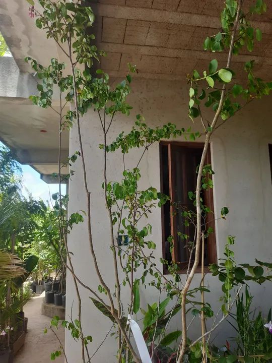 RESEDÁ FLORIDO - Foto 3