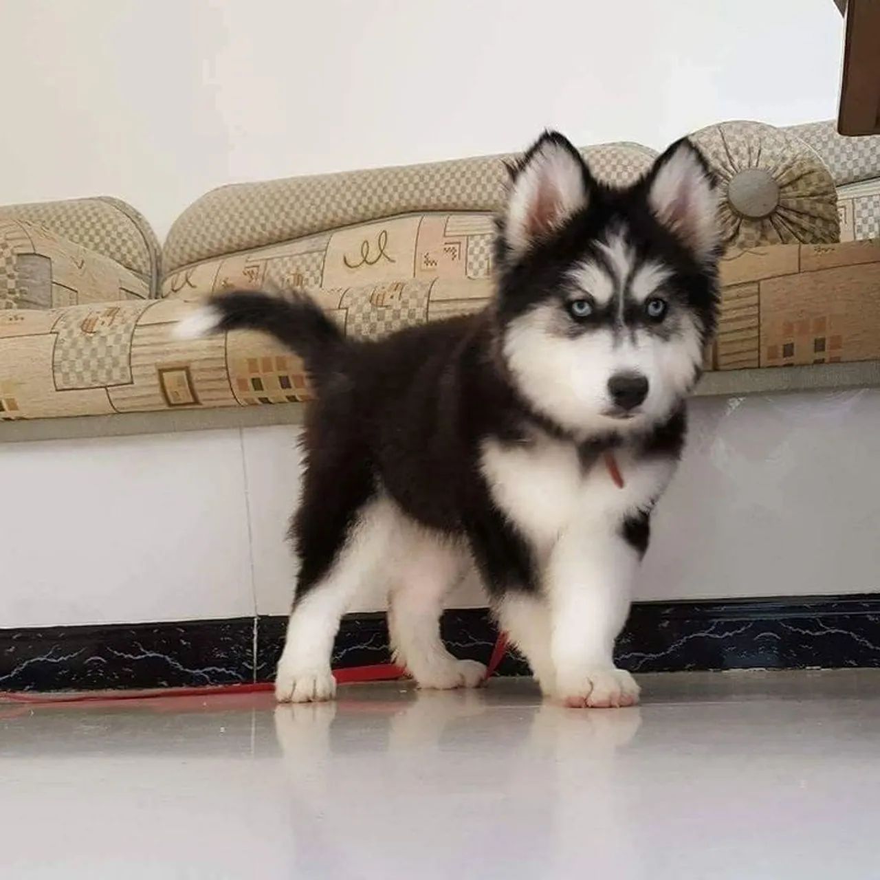 Husky Siberiano Pelagem Branca e Preta