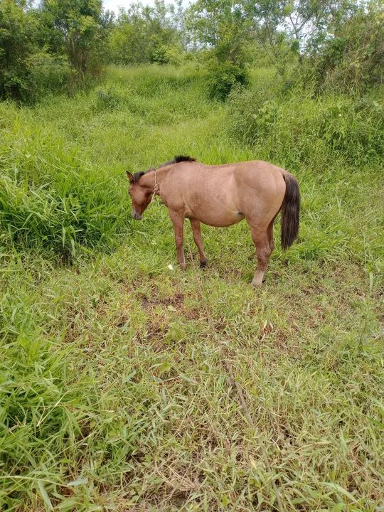 Linda potranca criola - Foto 6