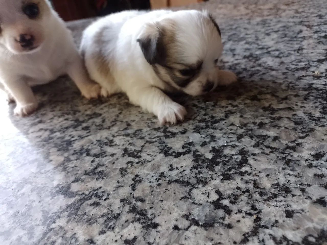 Vendo filhotes da raça Chihuahua - Foto 2