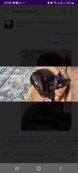 Gatinho preto disponível para adoção