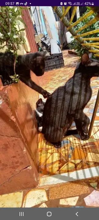 Gatinho preto disponível para adoção - Foto 6