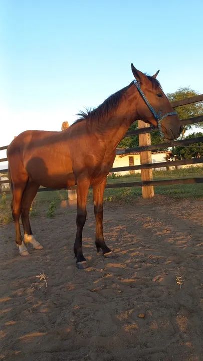 Vende filho quilômetro  HD - Foto 4