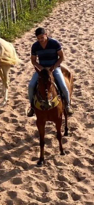 Cavalo quarto de milha de direita - Foto 3