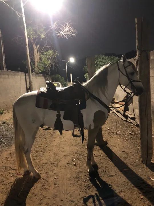 Capitão da Pátria Amada  - Foto 2