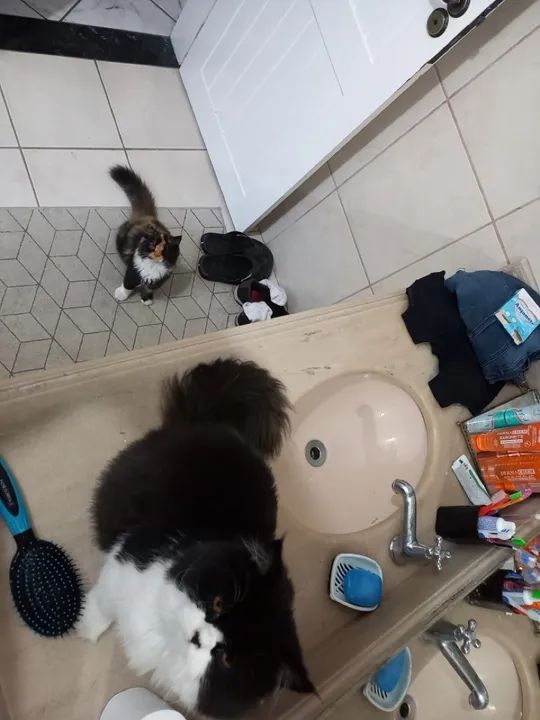 Gato Persa  reprodutor 2.6 Anos. Disponível  - Foto 3