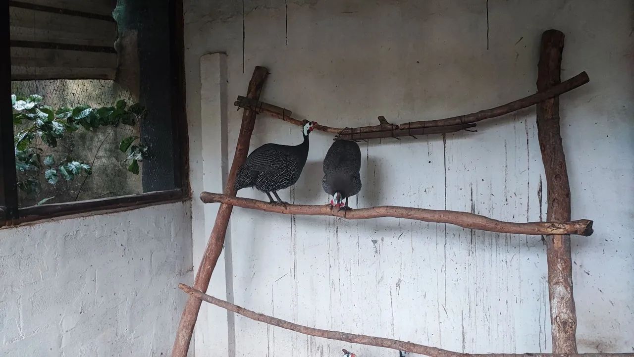 Galinhas d'angola  - Foto 3