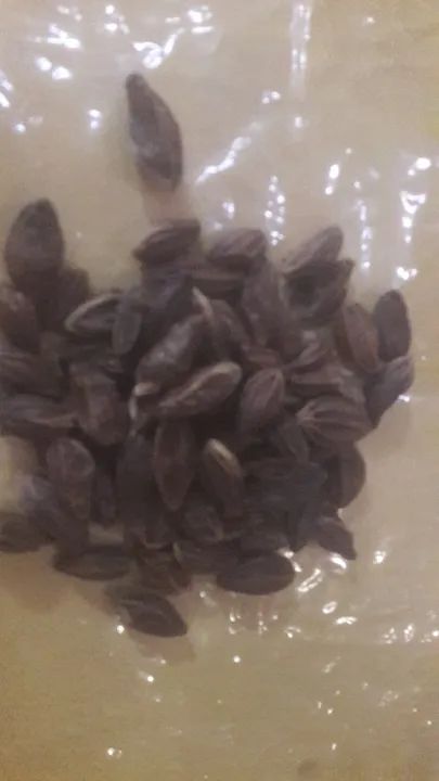 Castanhas de Sapucaia a pronta entrega para produção de Muda ou Consumo - Foto 2