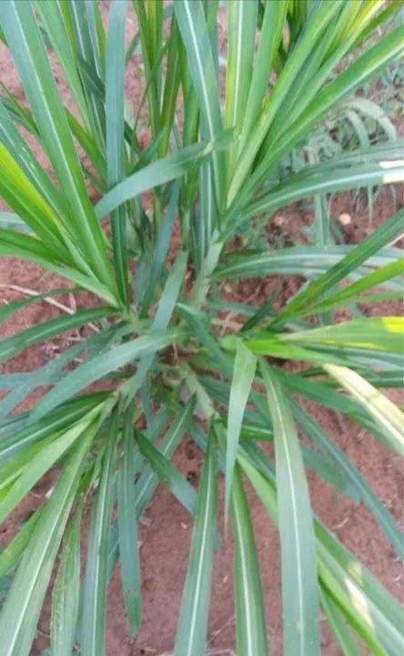 MUDAS DE CAPIAÇU E KURUMI COM PLANTIO MECANIZADO, TEMOS EM GRANDES E PEQUENAS QUANTIDADES  - Foto 5