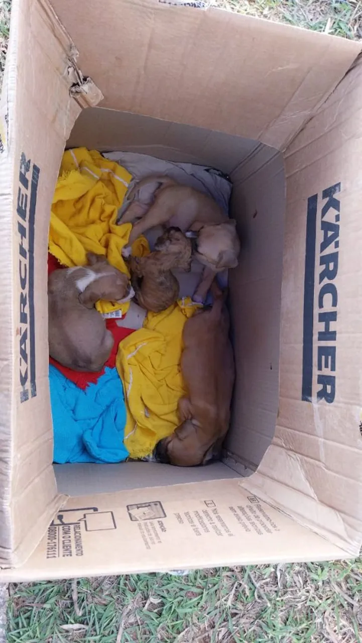 Filhotes de cachorro para adoção