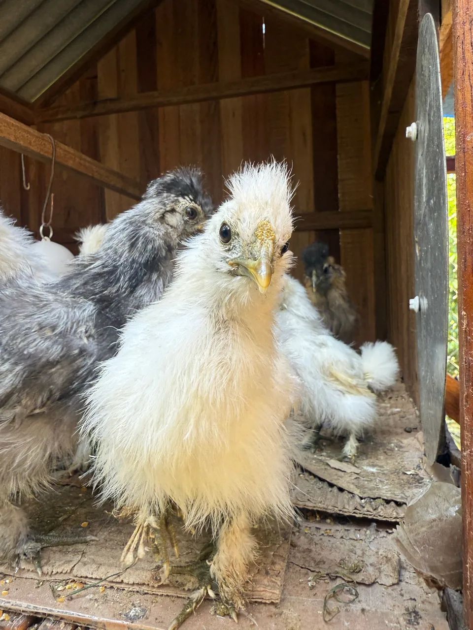 Pintinho sedosas do Japão  - Foto 3