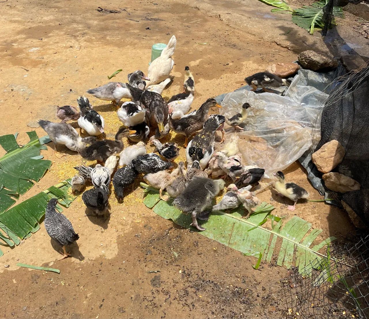 Patos a venda 