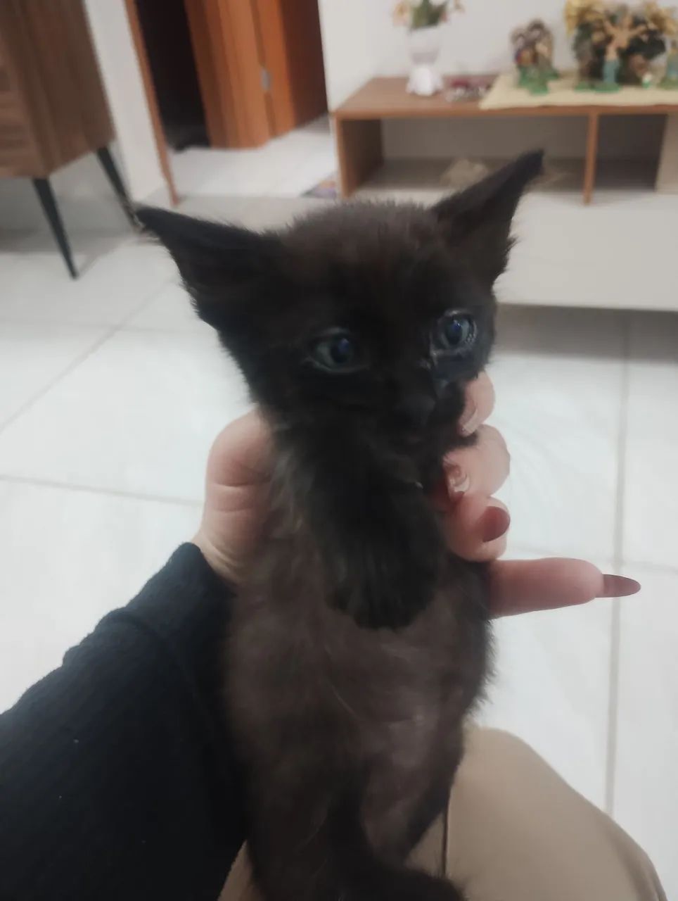 Gato Macho64584445785986121