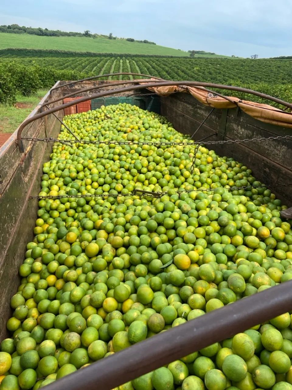 Laranja no Atacado? - Foto 3