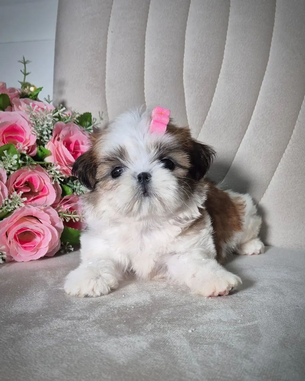 Filhote de Shih tzu - Foto 2