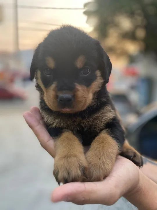 Rottweiler Todas as raças com ganratia total de saude e veterinario gratuito.