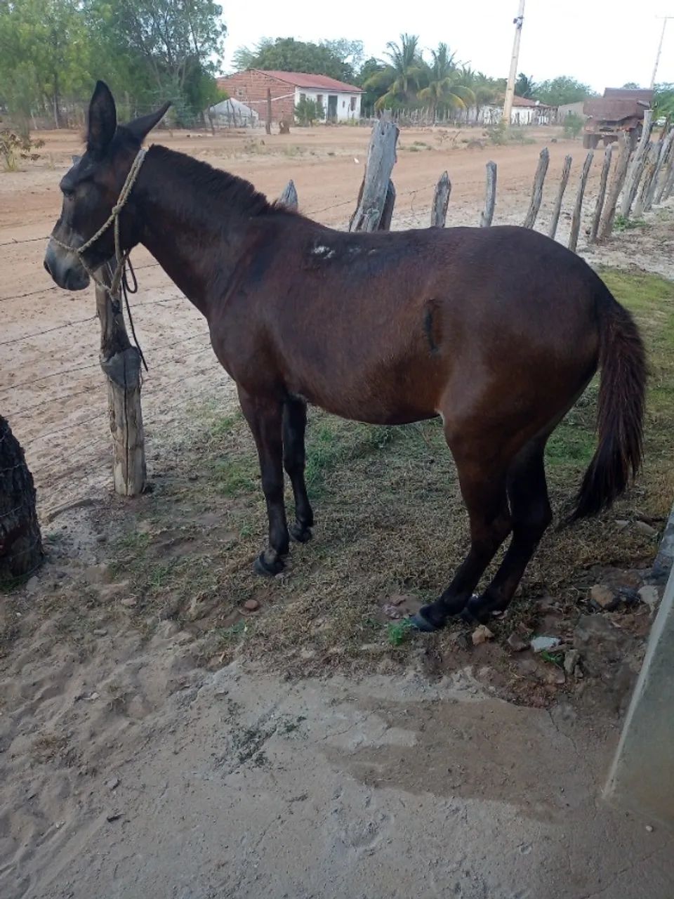 Mula de marcha picada apta a qualquer modalidade de trabalho 