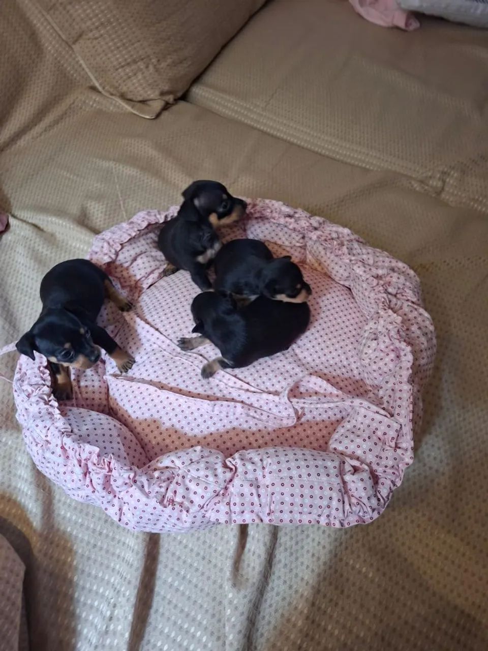 Vendo pinscher 