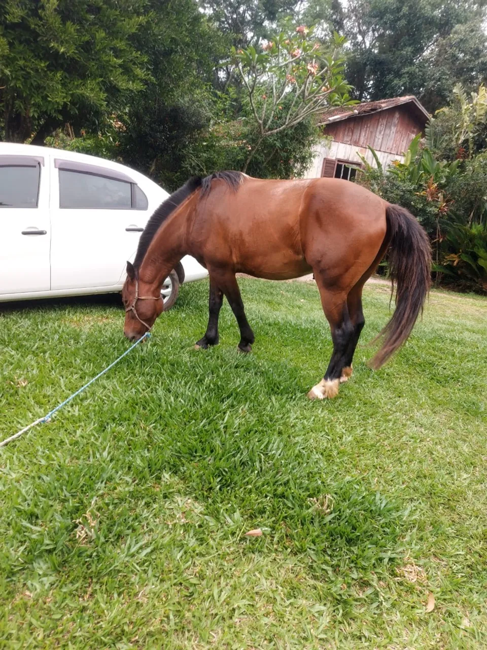 Cavalo manso a venda