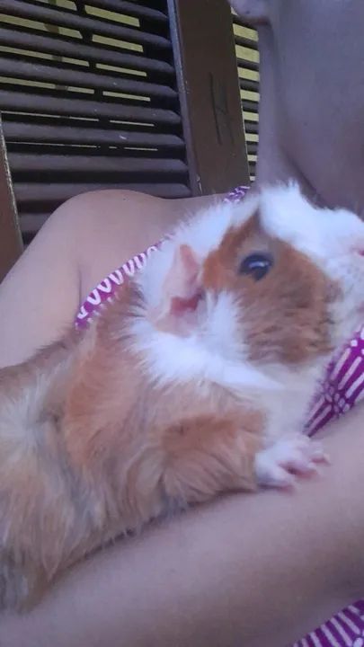 Porquinho da india de 5 meses - Foto 3