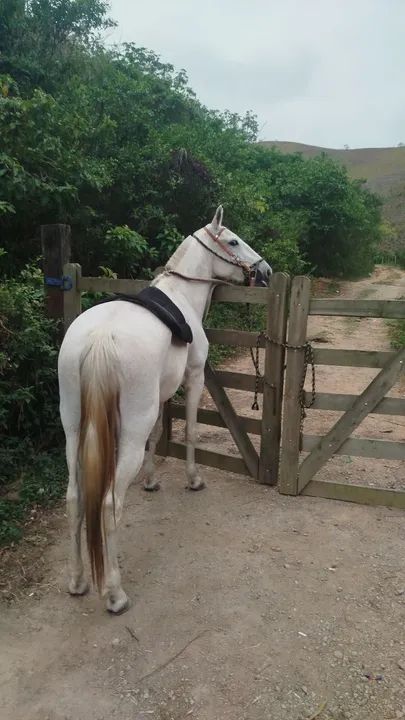 Égua tordilha 8 anos  - Foto 5