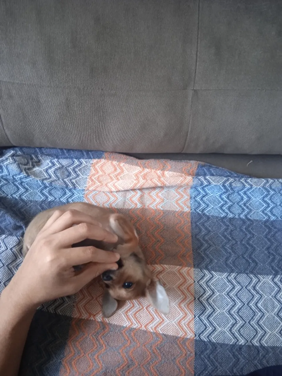Pinscher 0/1