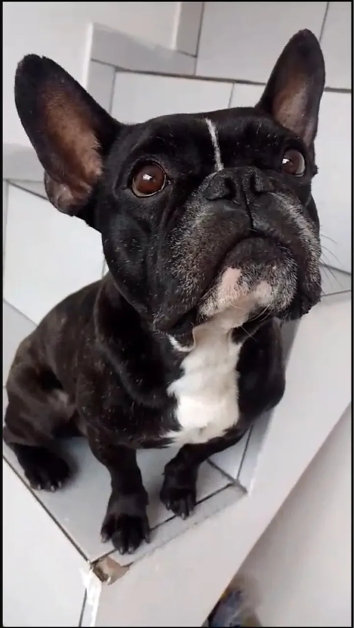 Bulldog Francês dócil